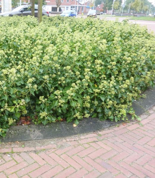 Hedera helix 'Arborescens'